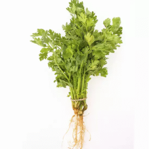 CILANTRO